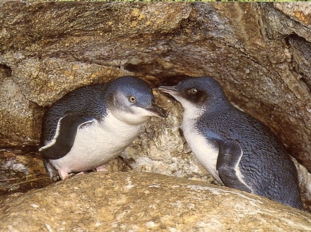 Blue Penguins